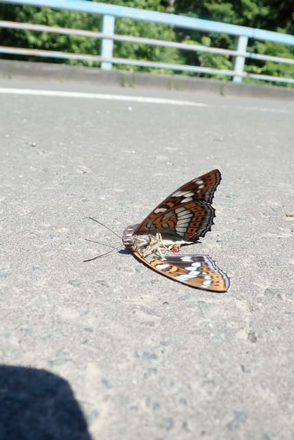 オオイチモンジの悲劇。 - 北海道昆虫同好会ブログ