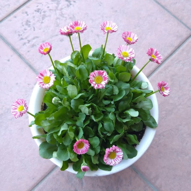 デージー キャンディーポップ - **玄関の花たちと小さな雑貨の部屋** デージー キャンディーポップ - **玄関の花たちと小さな雑貨の部屋**