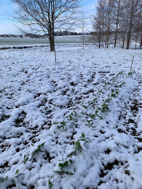 雪の行者ニンニク - 菊地晴夫の美瑛写真家日記 雪の行者ニンニク - 菊地晴夫の美瑛写真家日記
