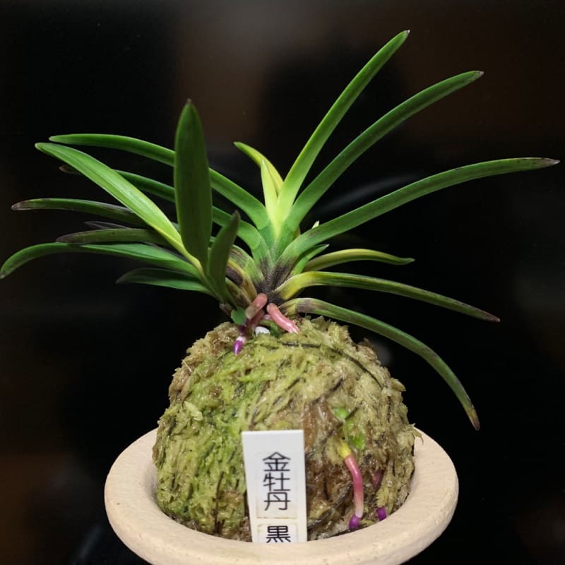 富貴蘭 金牡丹(金鯱)