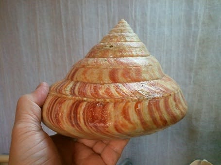 オキナエビス貝 (深海に適応進化、奥深い貝の世界 西宮市貝類館 オキナエビス貝 (深海に適応進化、奥深い貝の世界 西宮市貝類館