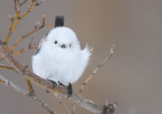 シマエナガ 島柄長 2023.1.4 - あいの里鳥日記 シマエナガ 島柄長 2023.1.4 - あいの里鳥日記