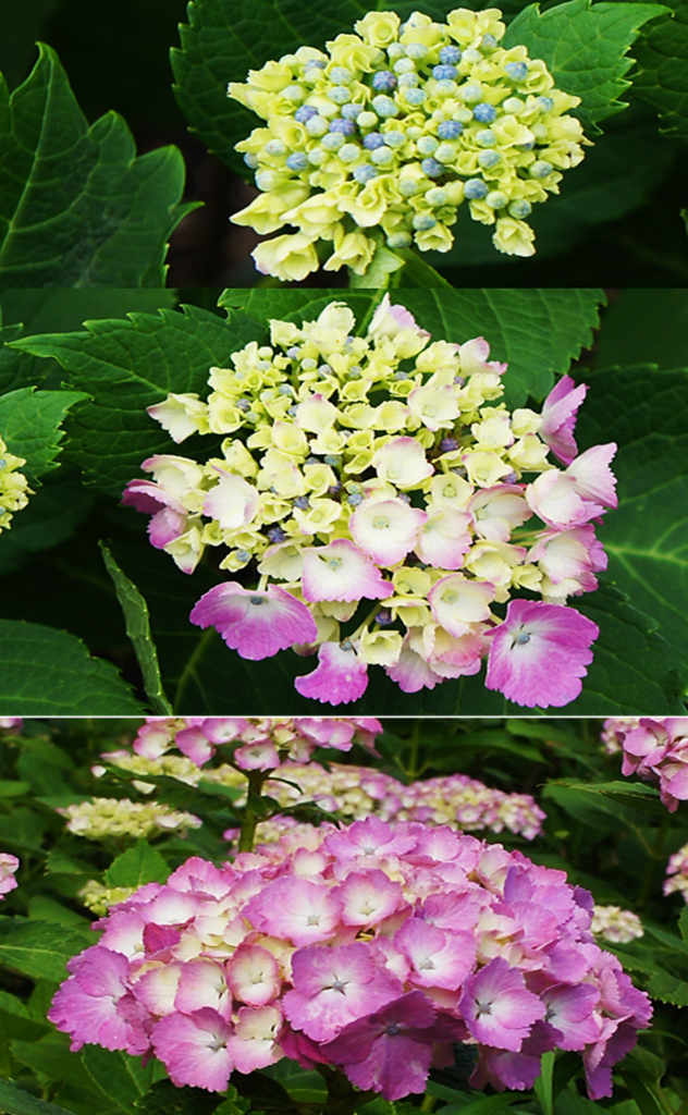 樹木の四季500 アジサイ(1)額紫陽花・本紫陽花・西洋紫陽花