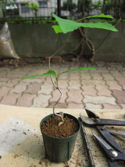 シラカシ 物珍し ミニ盆栽