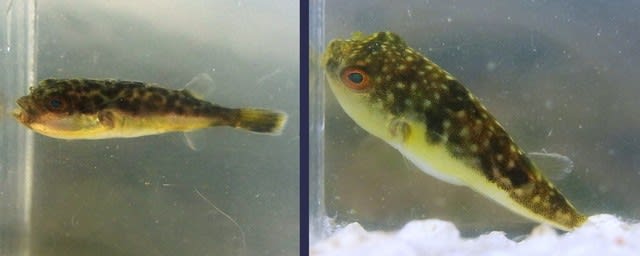 アマモ場ガサの生き物たち：7/5山海徘徊記⑧ - 私魚人（あいう