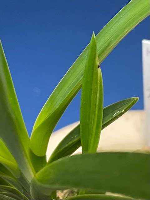 建国縞 No.136 - 奥深い富貴蘭