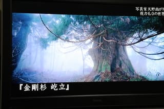 生命のちから 日本の天然杉 佐渡・忘れられた森の物語 生命のちから 日本の天然杉 佐渡・忘れられた森の物語
