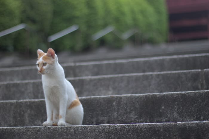 ひどぅんの休暇の過ごし方１ 護国寺な猫 ひどぅん雑記