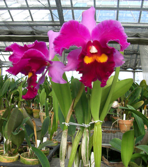 Rlc. Elegant Dancer'Rouge' - カトログ !! ~ カトレヤ交配種の Rlc. Elegant Dancer'Rouge' - カトログ !! ~ カトレヤ交配種の