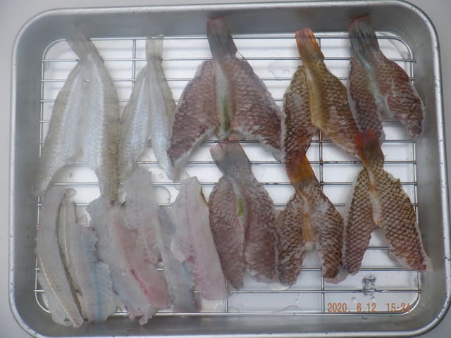 浜名湖釣魚下処理 タコ キス ベラ つりんぼ 浜名湖釣魚下処理 タコ キス ベラ つりんぼ