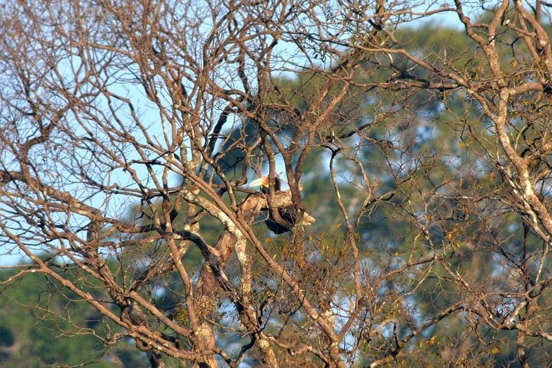 シワコブサイチョウ - タイ王国 南の鳥 <Nok Park Tai シワコブサイチョウ - タイ王国 南の鳥 <Nok Park Tai