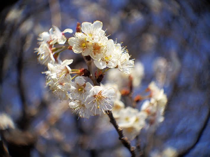 cine YASHINON 13mm f1.4　Dマウントシネレンズ　作例あり