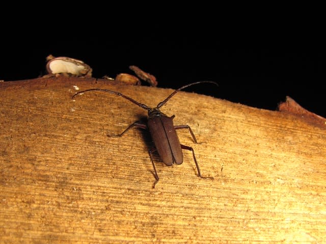 ウスバカミキリ - こんちゅう探偵団 ウスバカミキリ - こんちゅう探偵団