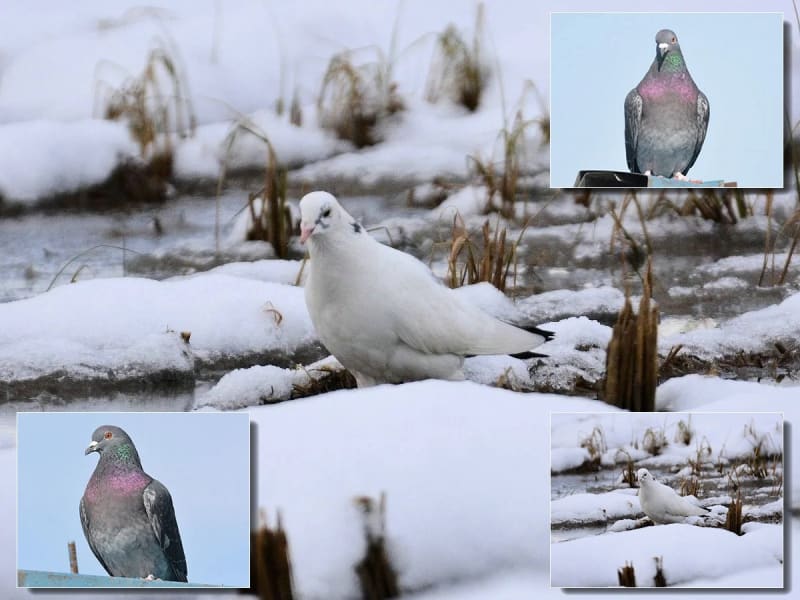ハト目、カッコウ目、スズメ目の仲間たち - 自然とデジカメ