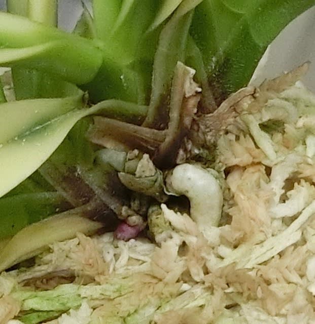花観月 - 奥深い富貴蘭 花観月 - 奥深い富貴蘭