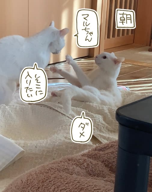 本日休業 - くるねこ大和