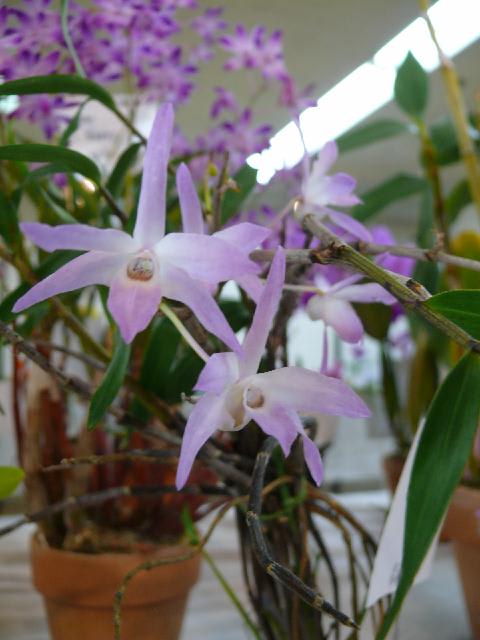 岩手洋らん展 デンドロビウム（1） - peaの植物図鑑