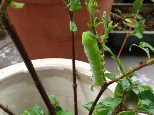 不明の青虫の名前をおしえてください : 昆虫ブログ むし探検広場