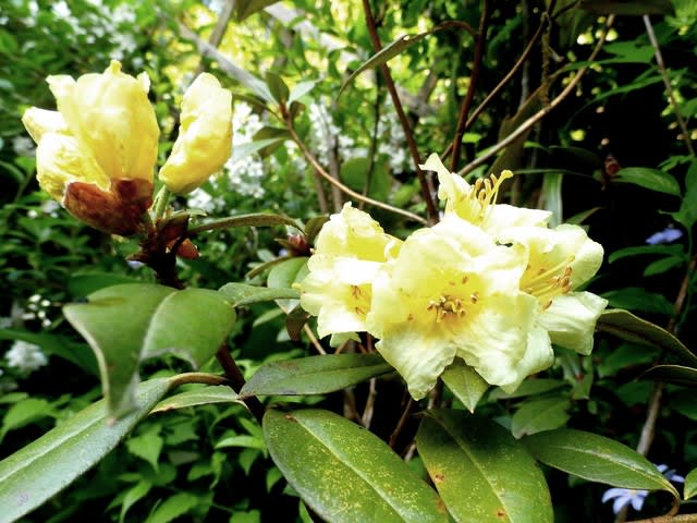 キバナシャクナゲ - 自宅 - 花と徒然なるままに