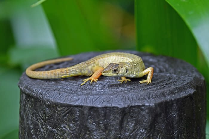 動植物関連書籍 ＞ 爬虫類 ＞ トカゲ ＞ カナヘビ ＞ アジアの