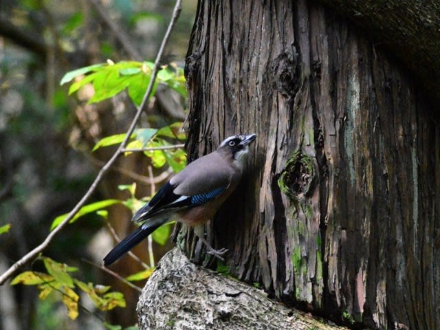カケス ドングリの貯食 - 新潟の野鳥・フィールドノート