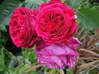 フォールスタッフ - 小さな森の薔薇 フォールスタッフ - 小さな森の薔薇