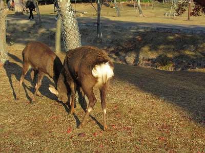 奈良公園 頭突きの鹿たち・鹿の正面の顔 20231203 - Remembrance