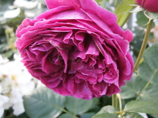 フォールスタッフ - 小さな森の薔薇 フォールスタッフ - 小さな森の薔薇