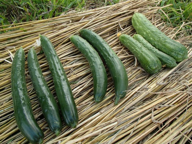 地這えキュウリ - 無農薬・自然菜園(自然農法・自然農)で 地這えキュウリ - 無農薬・自然菜園(自然農法・自然農)で