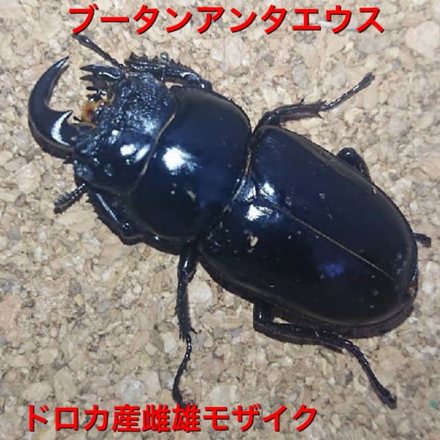 ☆古き良き時代アンタエウスの話☆ - カブト・クワガタの希少種
