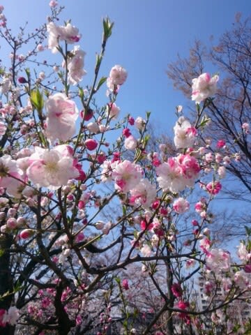 桜 陶器 花瓶 スワロフスキークリスタル - ショップ NeA Glass