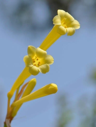 キルタンサスの花（２） 黄色花 - Koba の庭～春夏秋冬