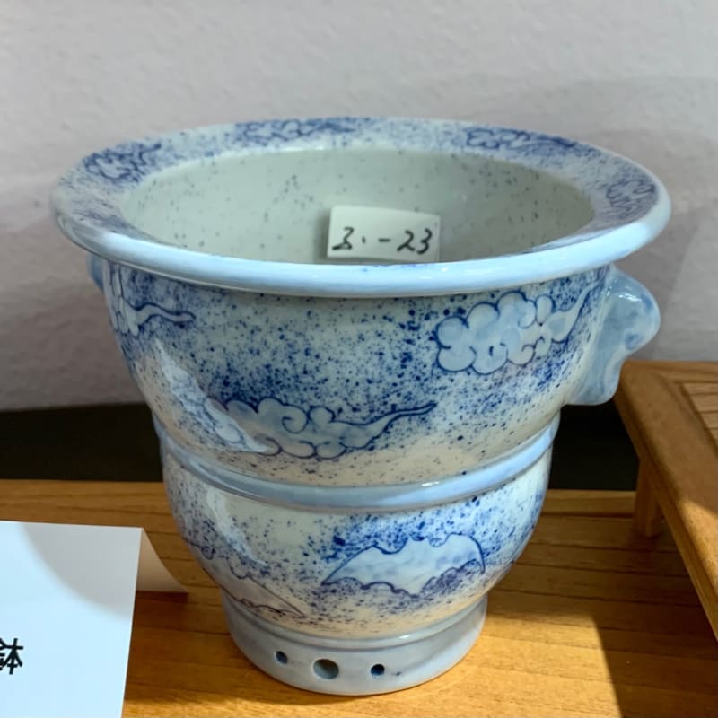 欅窯﻿ 三橋俊治氏 個展 - 純風満蘭 富貴蘭・風蘭ブログ 着生蘭