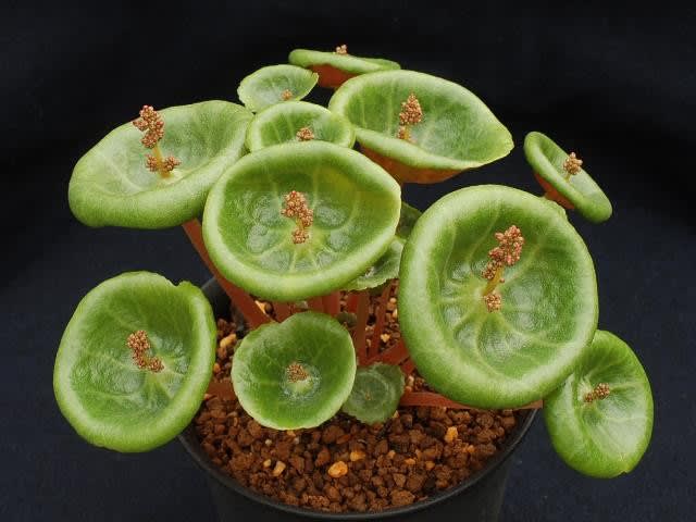 Crassula umbella 'Wine Cup' - My favorite plants Crassula umbella 'Wine Cup' - My favorite plants
