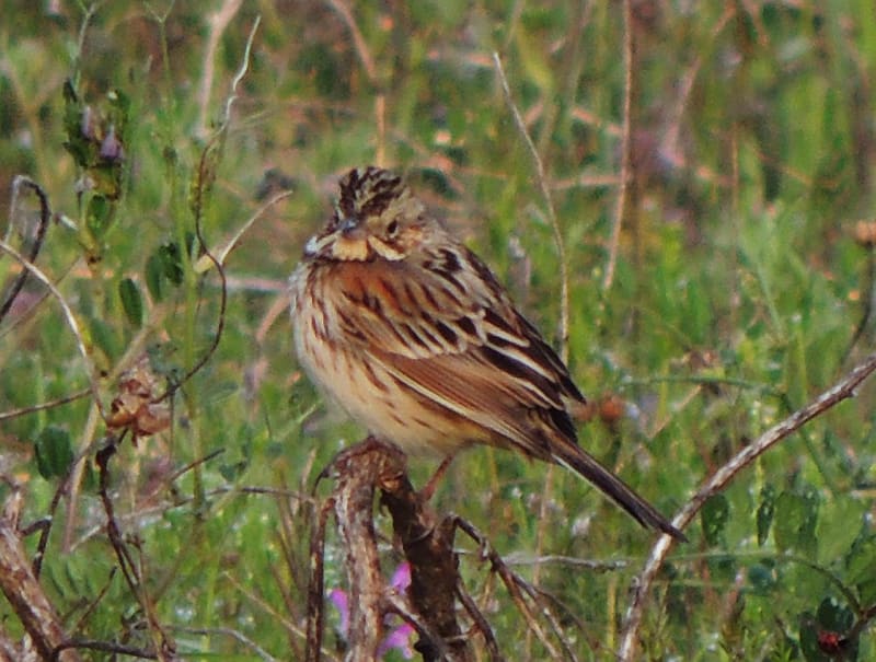 ホオジロのオスとメス - 田園 里山 野鳥そしてアルプスの山々