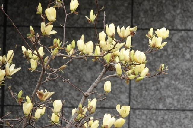 黄色い花の木蓮 〈キモクレン キバナモクレン〉 - 都内散歩 散歩 黄色い花の木蓮 〈キモクレン キバナモクレン〉 - 都内散歩 散歩