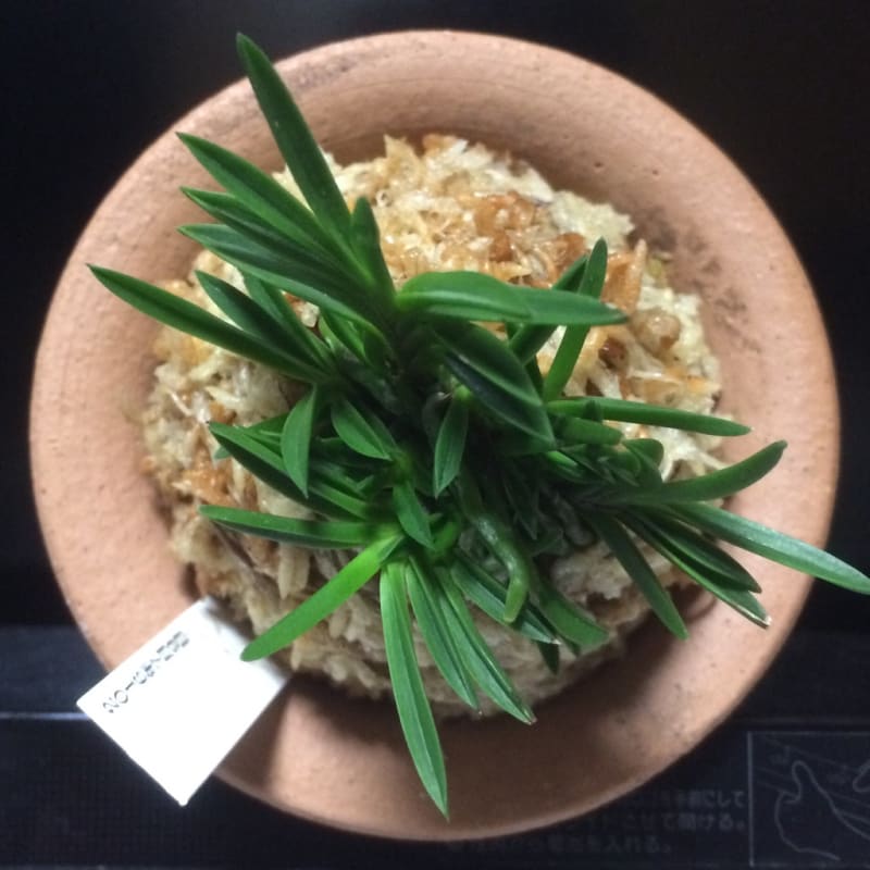 一寸法師 - 純風満蘭 富貴蘭・風蘭ブログ 着生蘭よもやま話 一寸法師 - 純風満蘭 富貴蘭・風蘭ブログ 着生蘭よもやま話