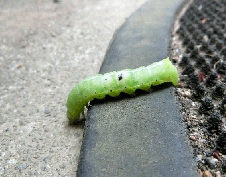 草藪昆虫園 昆虫の幼虫を主に 芋虫 毛虫 青虫 番外にカタツムリ ナメクジ 花と徒然なるままに 草藪昆虫園 昆虫の幼虫を主に 芋虫 毛虫 青虫 番外にカタツムリ ナメクジ 花と徒然なるままに