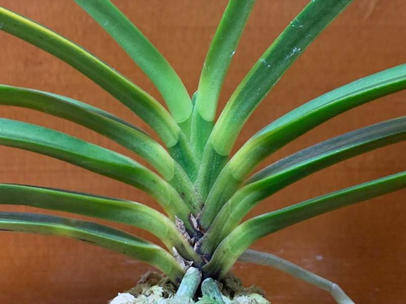 富貴蘭　建国縞No.136 建国縞 №136 | 富貴蘭の楽しみ方