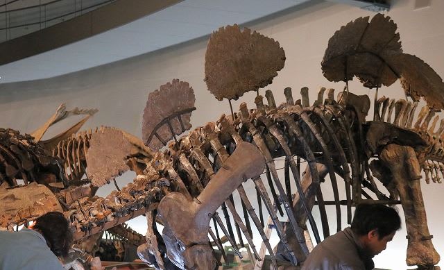 昨日upの恐竜、世界でここだけの展示物「ヘスペロサウルス 昨日upの恐竜、世界でここだけの展示物「ヘスペロサウルス