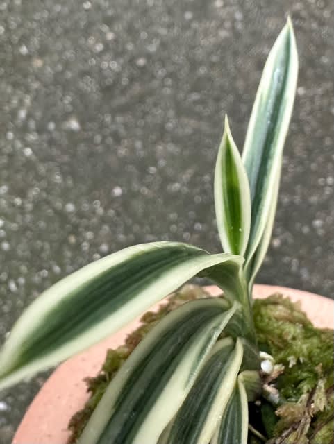 白露 : □ サムライ オーキッド □ 富貴蘭 セレクトショップ