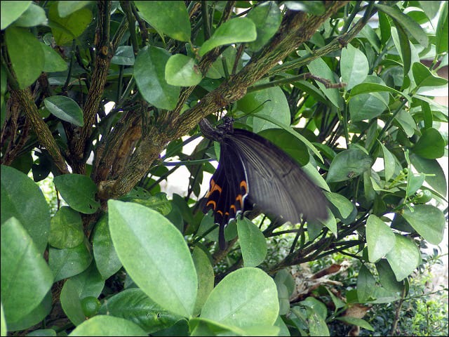 カラスアゲハの産卵 そして孵化 １ 自然となかよしおじさんの ごった煮記