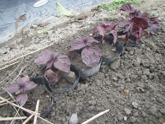 サトイモ「セレベス」・シソの植え付け - 大好き！野菜の時間