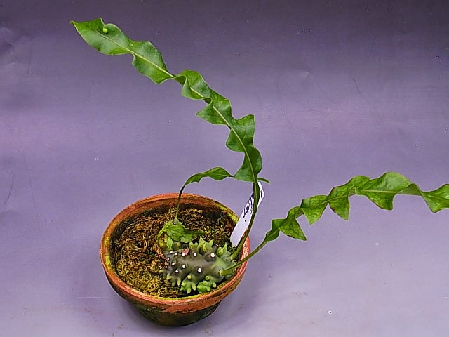 Lecanopteris balgooyi - 富貴蘭讃歌
