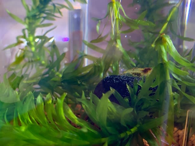 水槽ニューレイアウト いいじゃないか cama