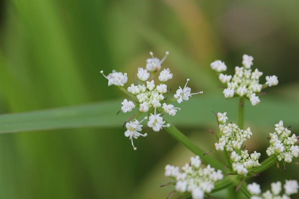 水田の白い花 - 花紀行