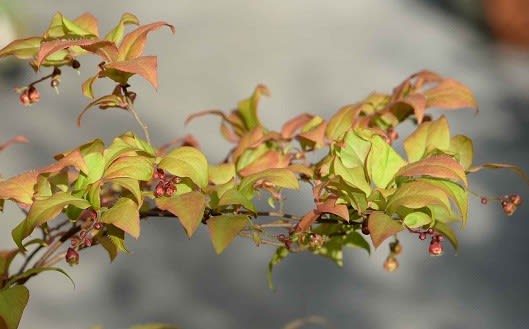鉢植えの「ナツハゼ」 花と実 - Koba の庭~春夏秋冬 鉢植えの「ナツハゼ」 花と実 - Koba の庭~春夏秋冬