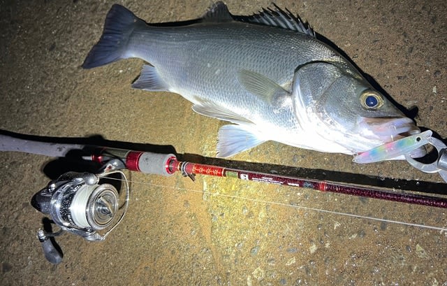Daiwa HEARTLAND 別誂冴掛 710AGS 2ndインプレ - Trip to the Daiwa HEARTLAND 別誂冴掛 710AGS 2ndインプレ - Trip to the