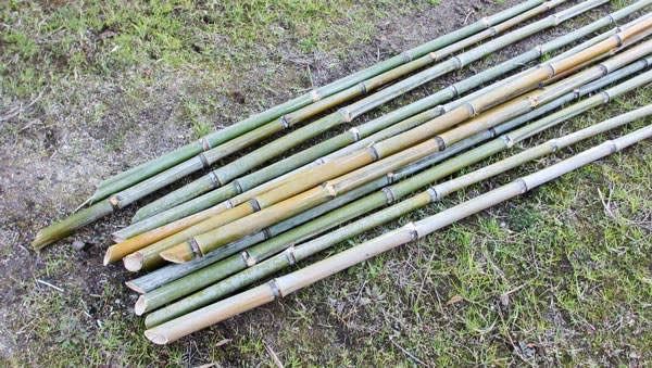 竹を枯らすなら １m切り 菜園 穏風 無農薬 無化学肥料 不耕起栽培で野菜作りに挑戦