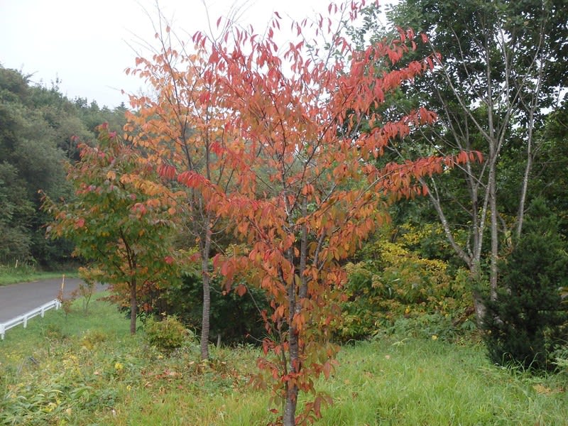 【一部予約販売】 秋の木々や草の様子 - 十勝の山里で山遊び 置物